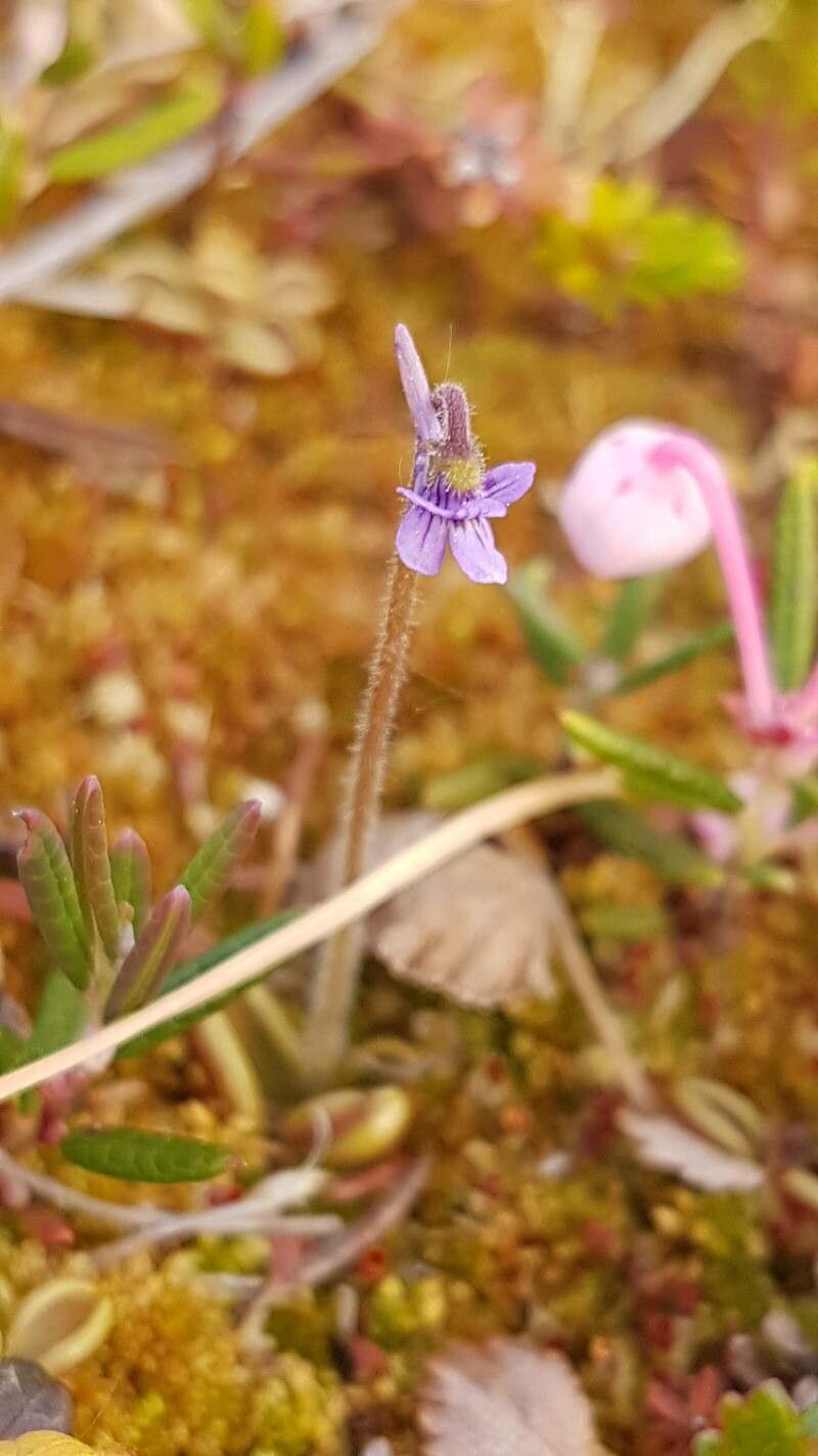 Pinguicula villosa flower