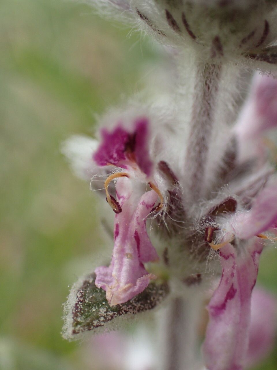 Stachys cretica flower