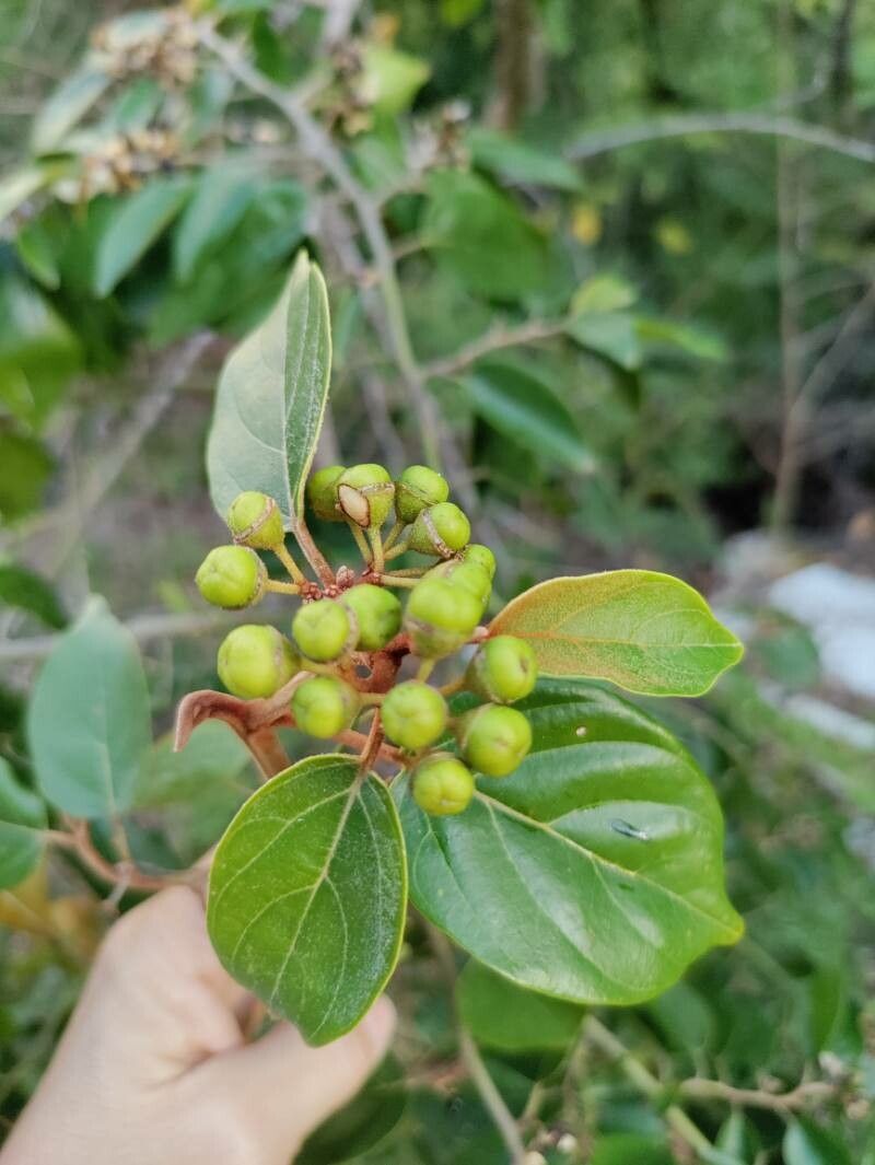 Colubrina arborescens fruit
