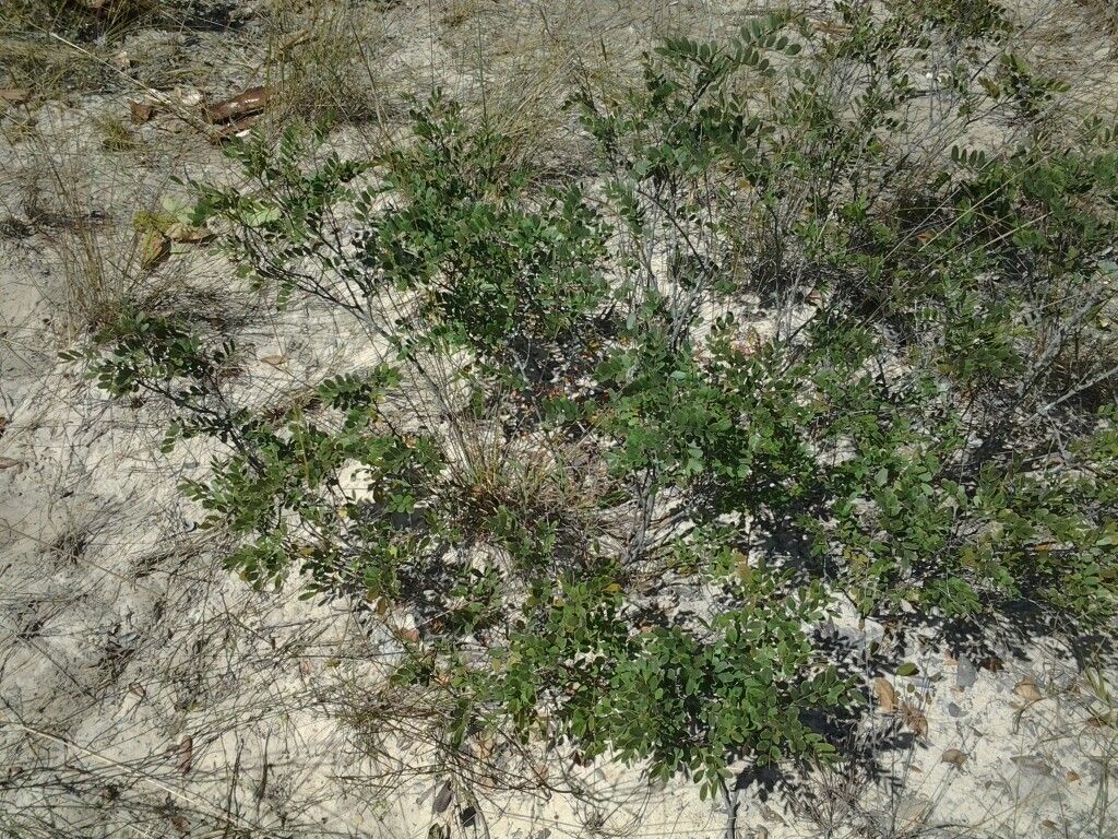 Copaifera baumiana — related species from the same genus