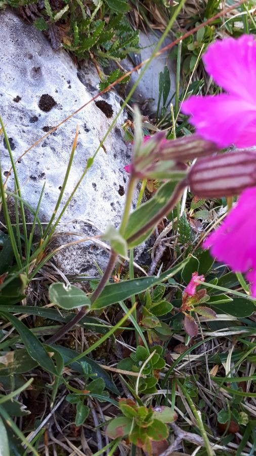 Silene elisabethae — houseplant care guide