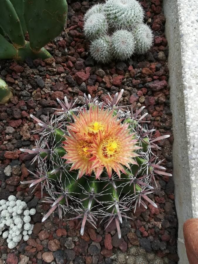 Ferocactus wislizeni flower