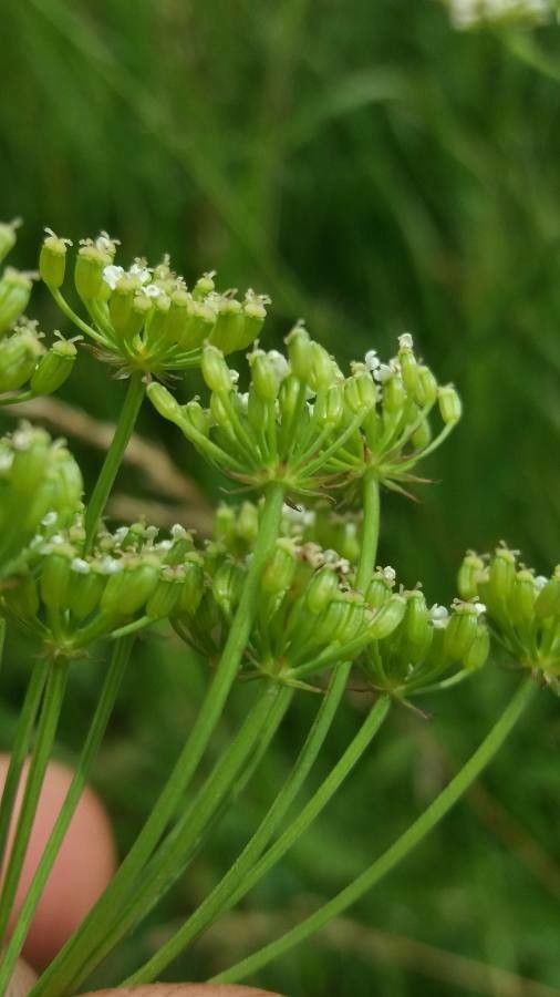 Bunium bulbocastanum fruit