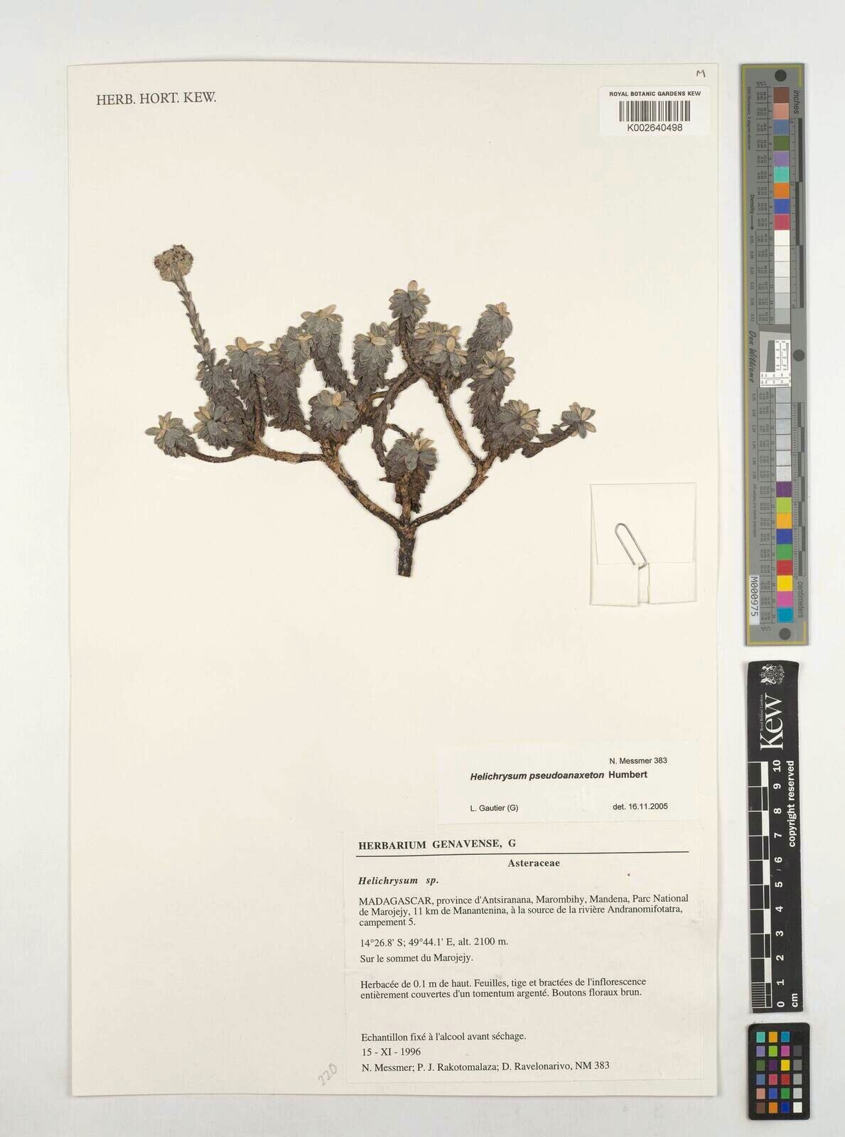 Helichrysum pseudoanaxeton — houseplant care guide