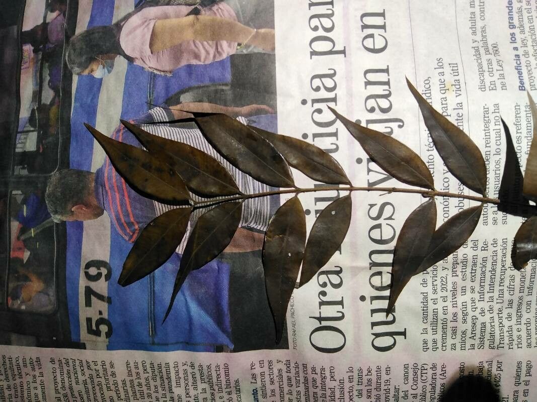 Myrcia paivae — houseplant care guide