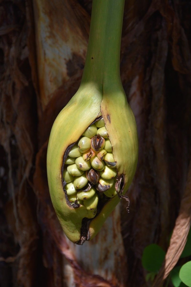 Typhonodorum lindleyanum fruit