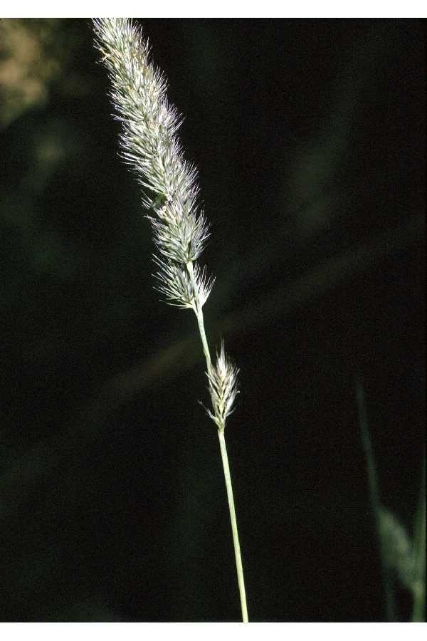 Muhlenbergia glabriflora — houseplant care guide