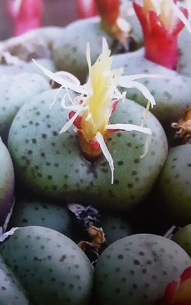 Conophytum uviforme — houseplant care guide