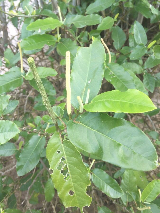 Piper longepetiolatum fruit