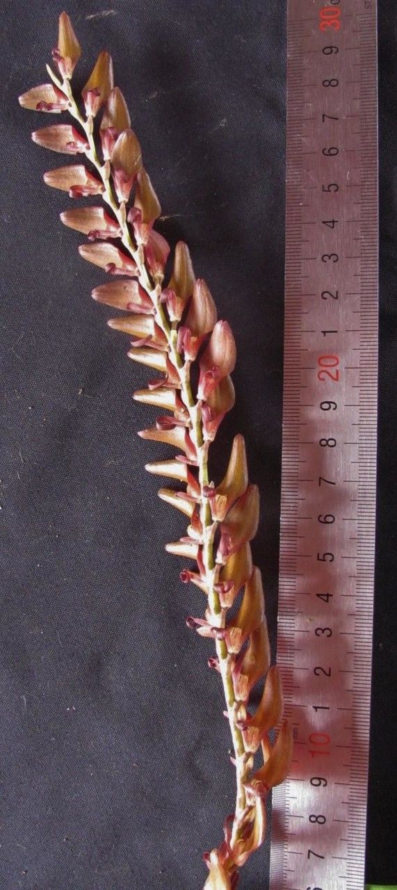 Stelis gigantea fruit