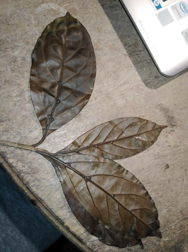 Ocotea haberi — houseplant care guide