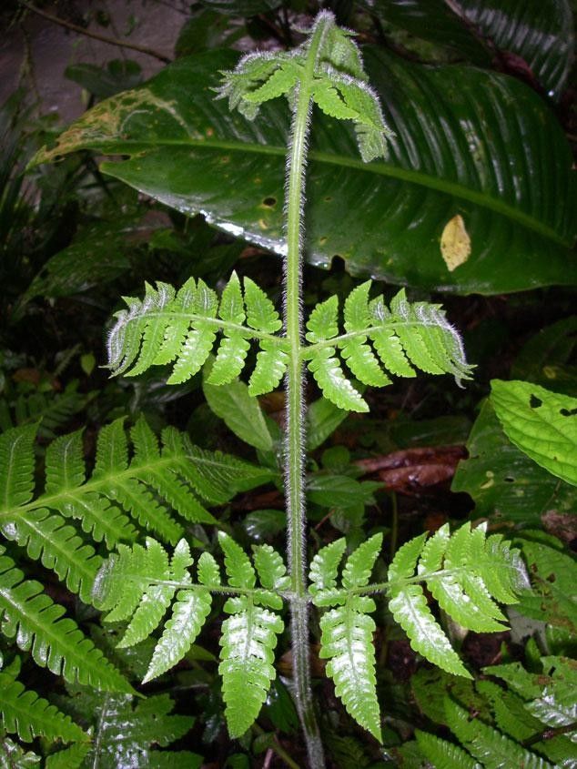 Lonchitis hirsuta — houseplant care guide