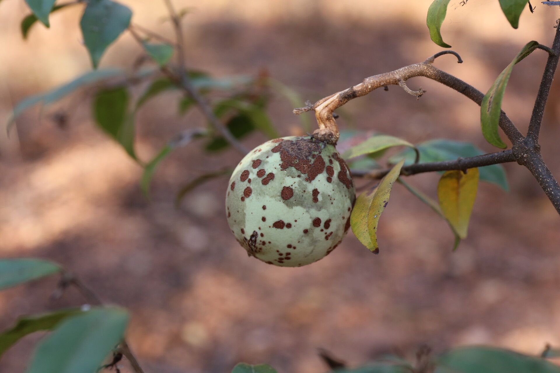 Landolphia parvifolia fruit