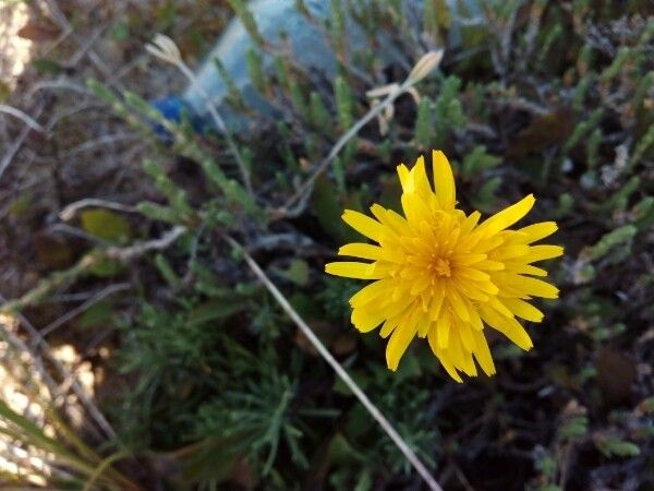 Sonchus bulbosus flower