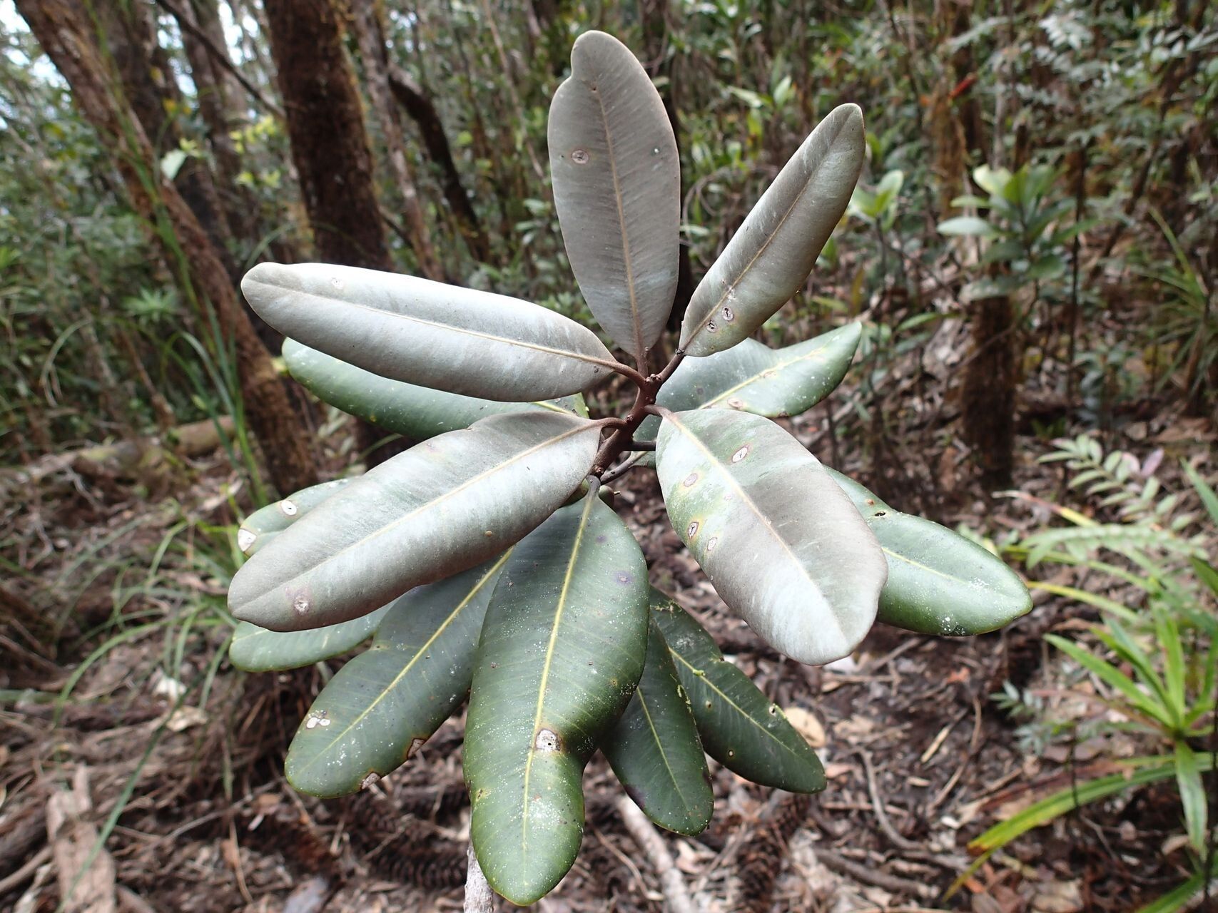 Pycnandra carinocostata — houseplant care guide