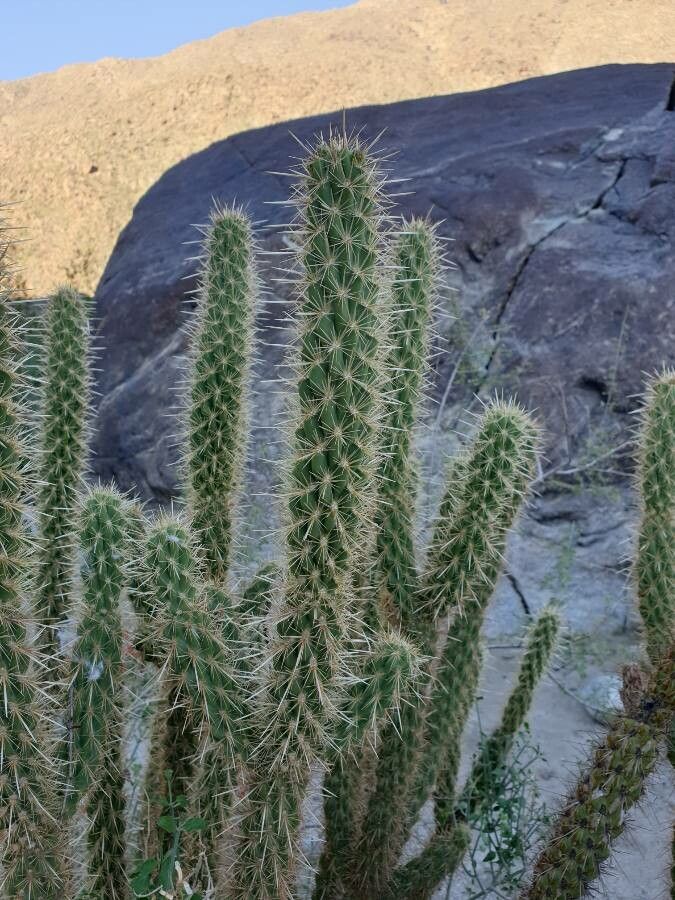 Cylindropuntia wolfii other