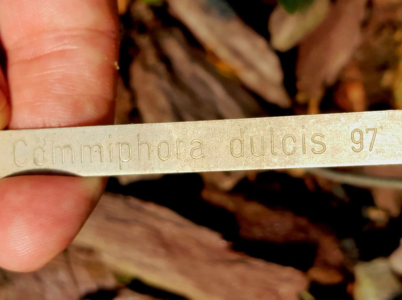 Commiphora dulcis other