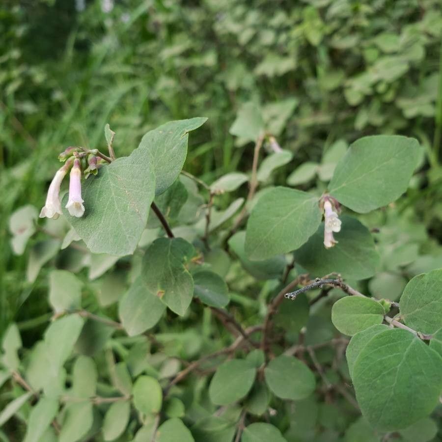 Symphoricarpos rotundifolius flower