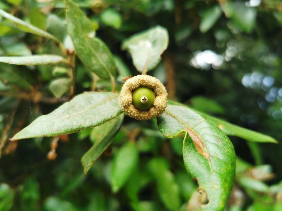 Quercus chrysolepis fruit
