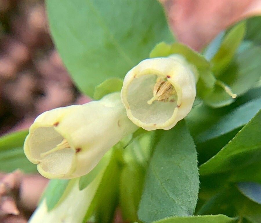 Cerinthe palaestina flower