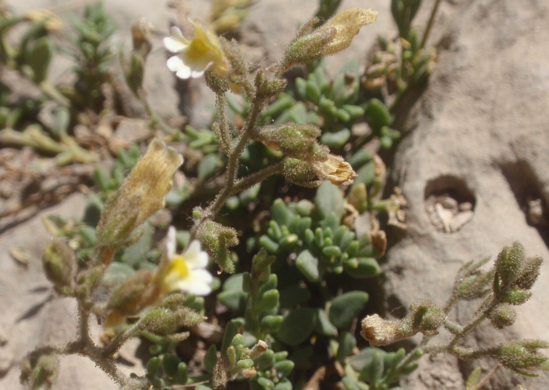Chaenorrhinum villosum — related species from the same genus