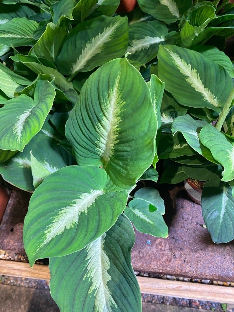 Adelonema pallidinervium — related species from the same genus