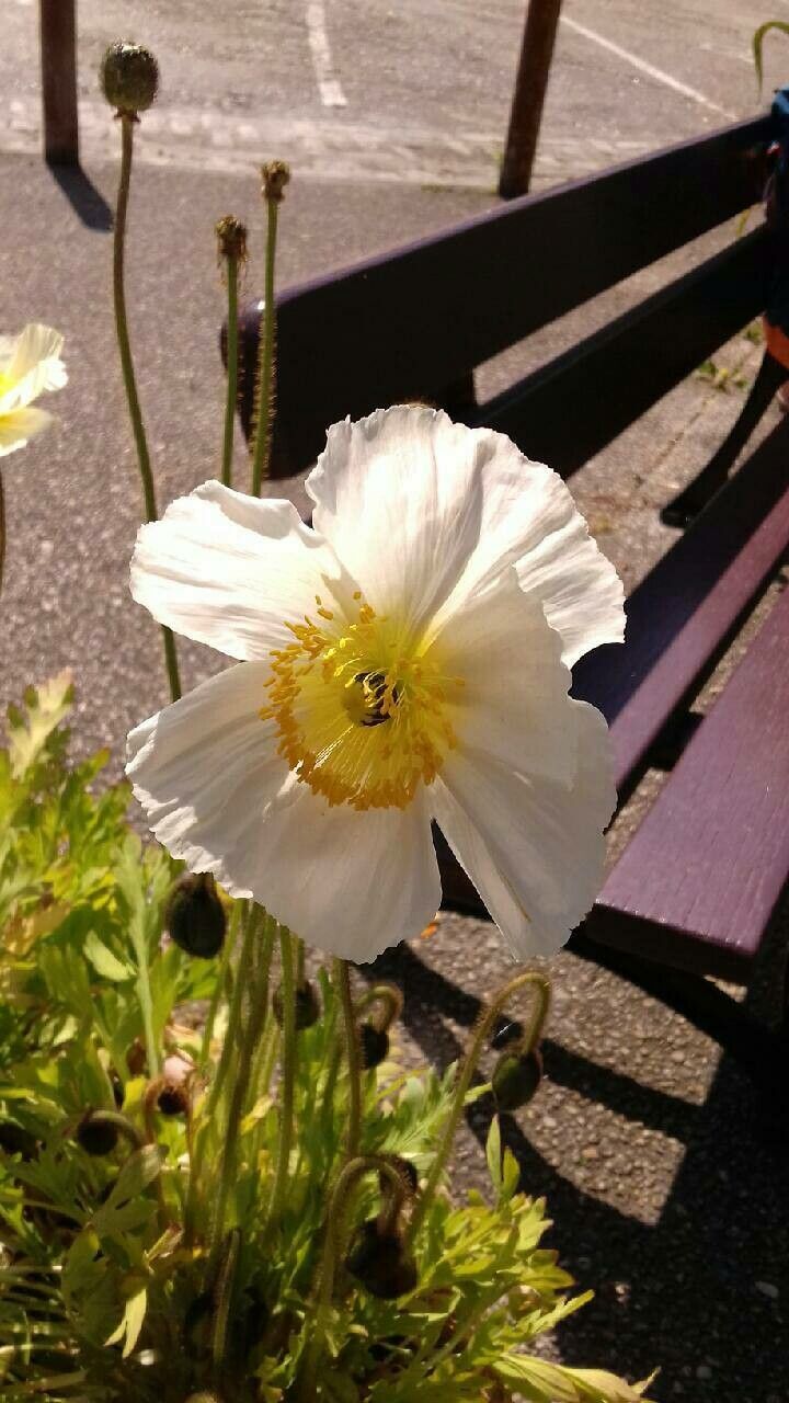 Papaver croceum flower