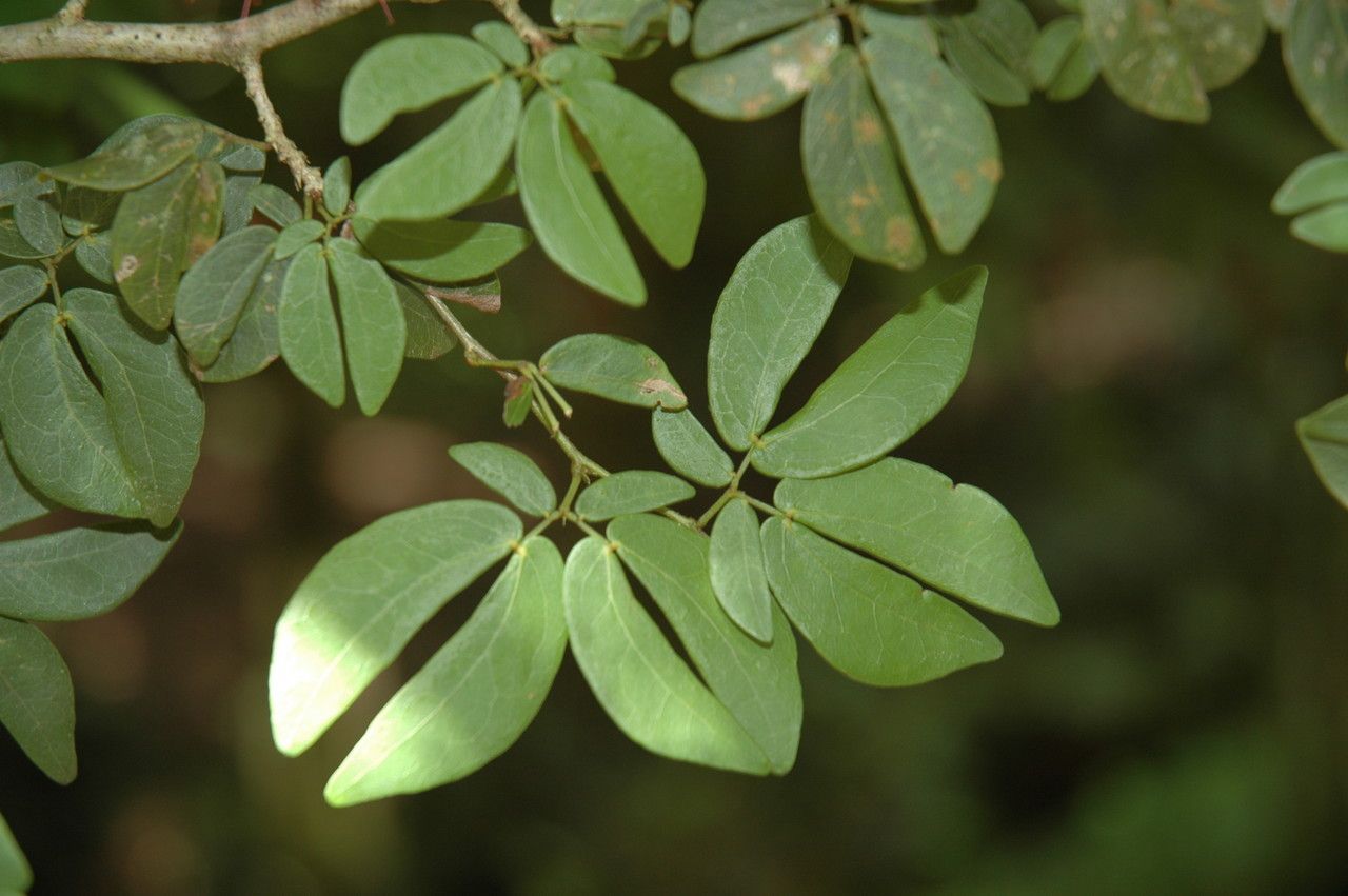 Calliandra tergemina — houseplant care guide