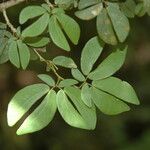 Calliandra tergemina
