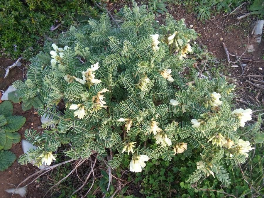 Erophaca baetica — search result for 'Cyprus'