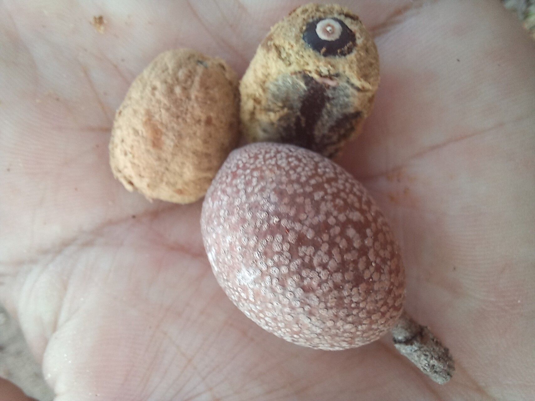 Hymenaea parvifolia — houseplant care guide