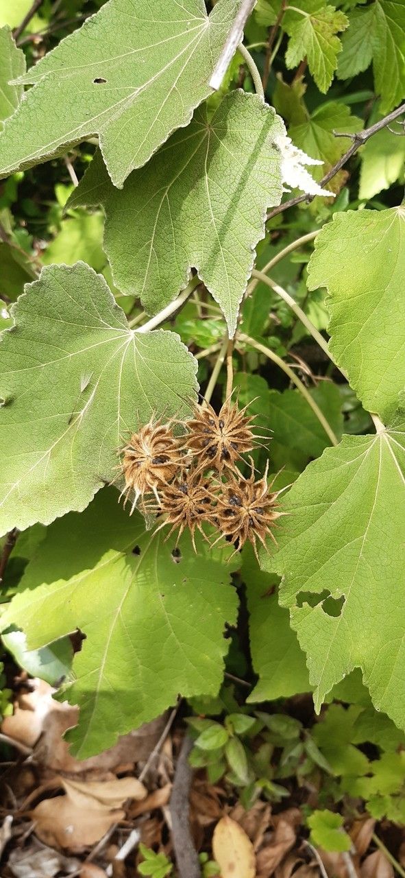 Abutilon vitifolium fruit