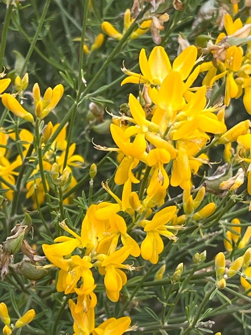 Genista dorycnifolia flower