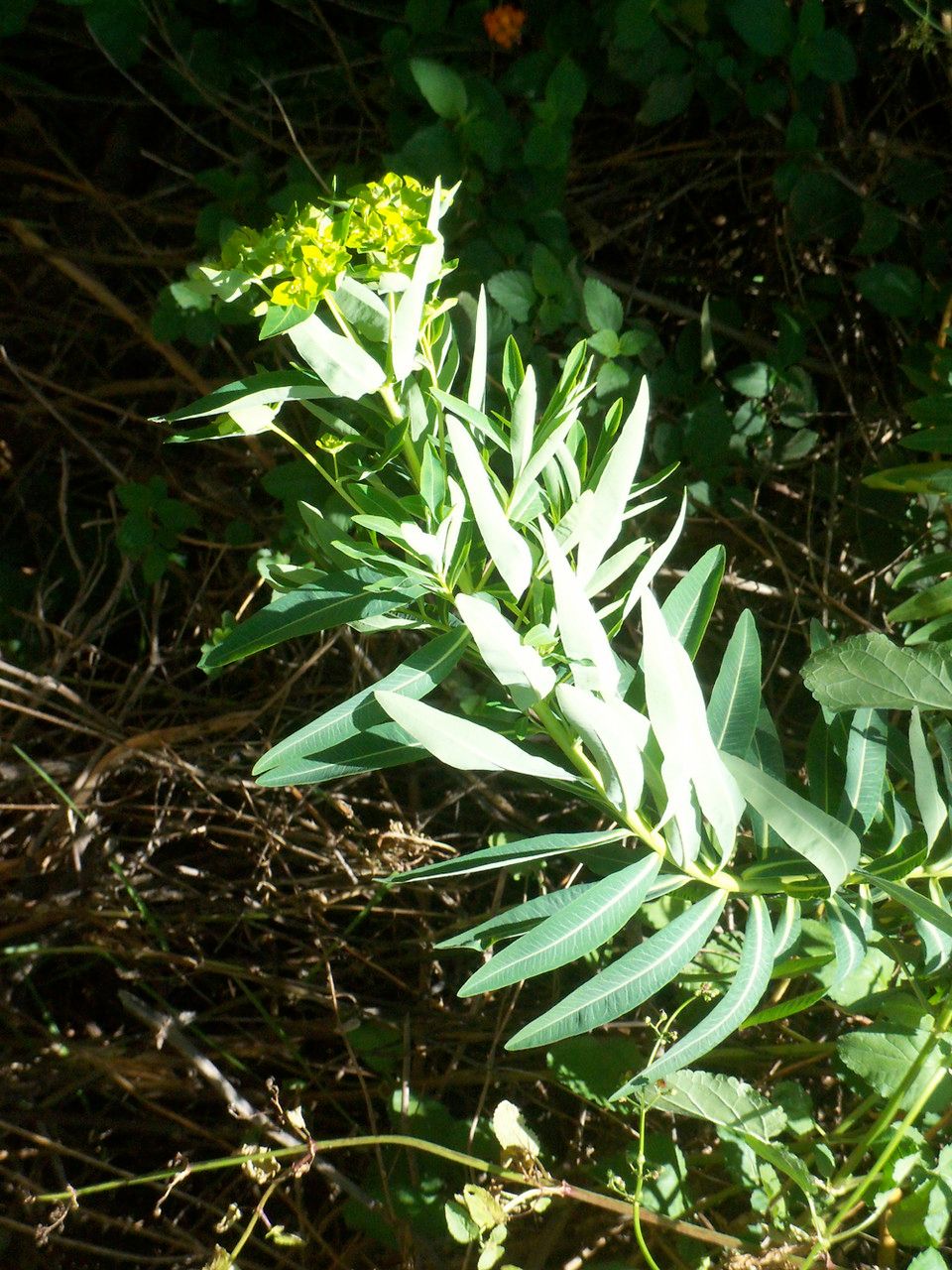Euphorbia nereidum other