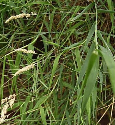 Holcus rigidus flower