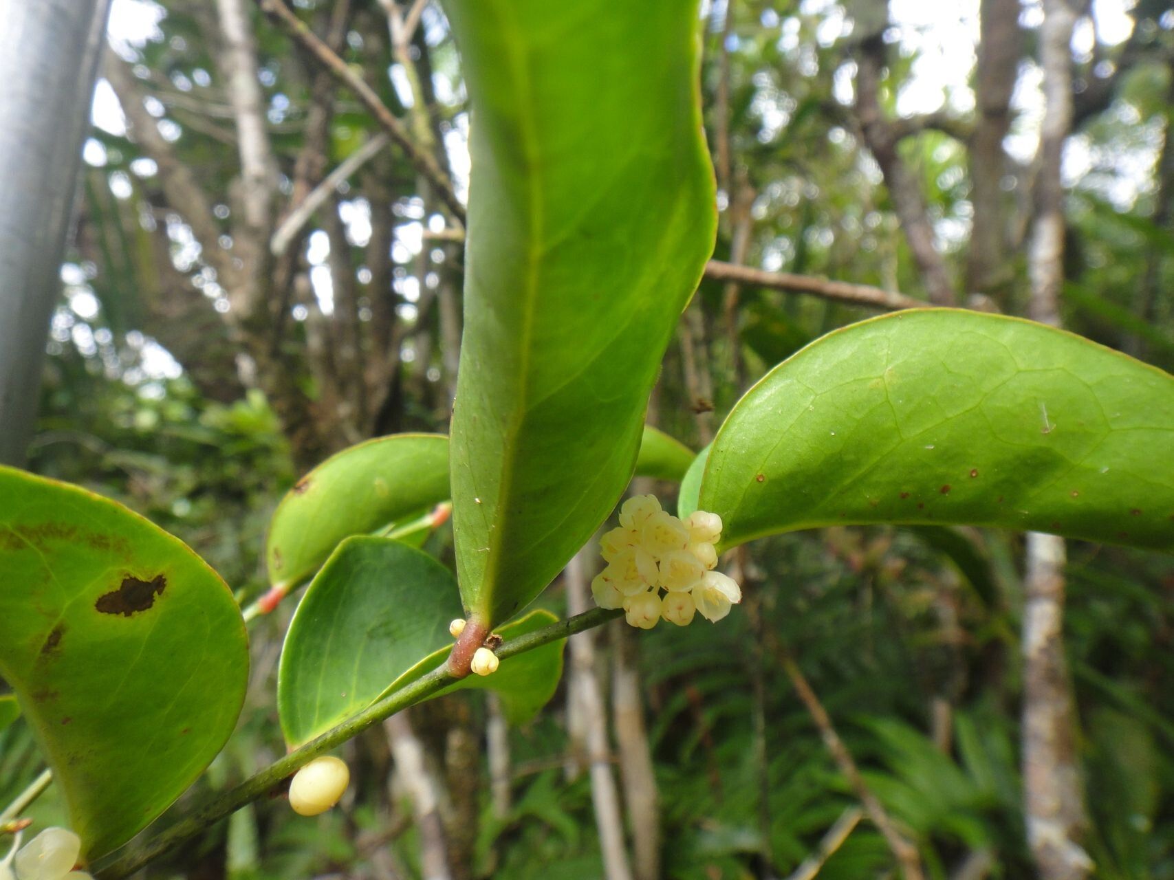 Phyllanthus gneissicus flower