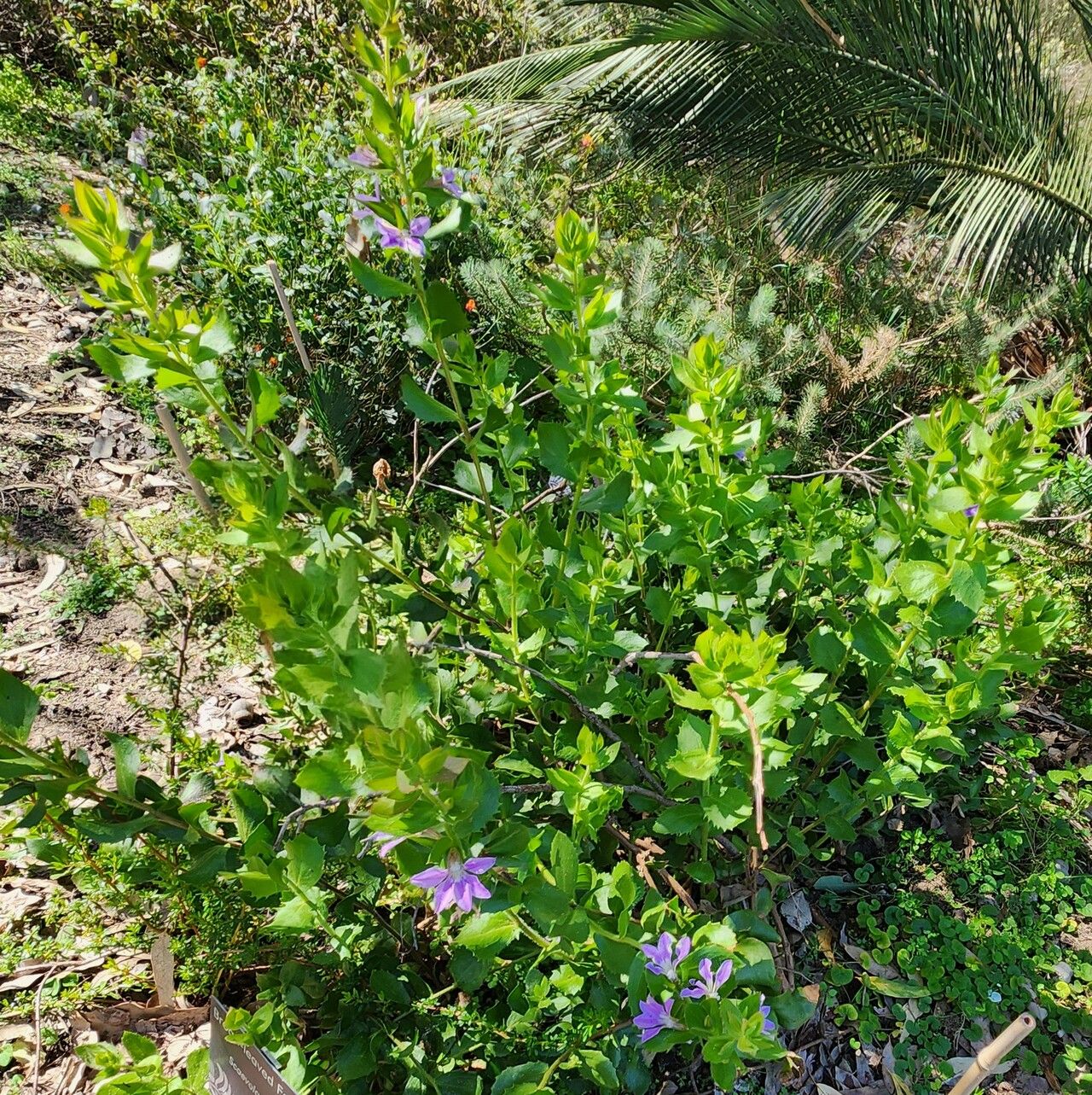 Scaevola platyphylla habit