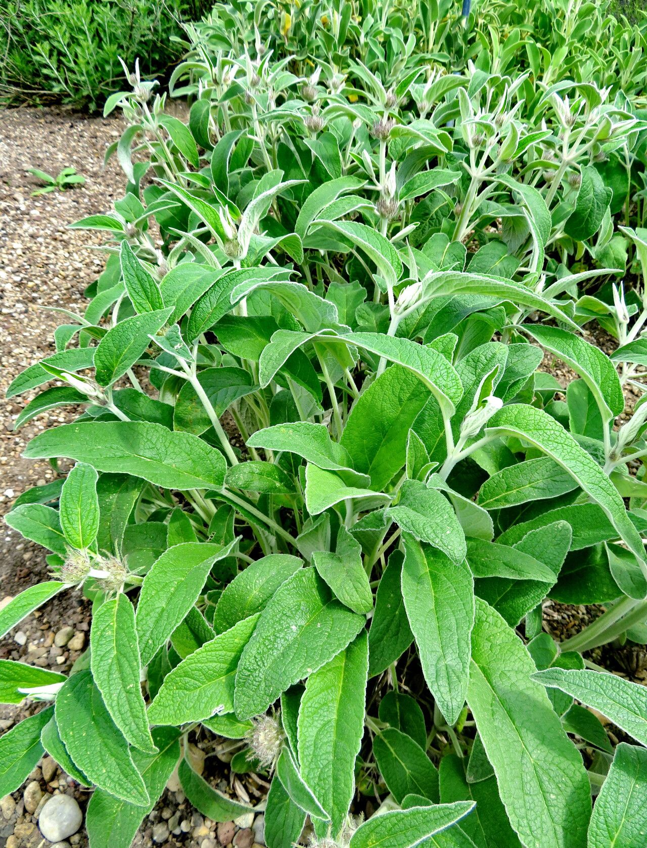 Phlomis cashmeriana habit