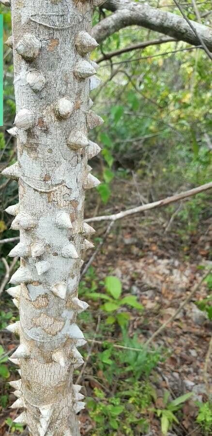 Zanthoxylum caribaeum bark