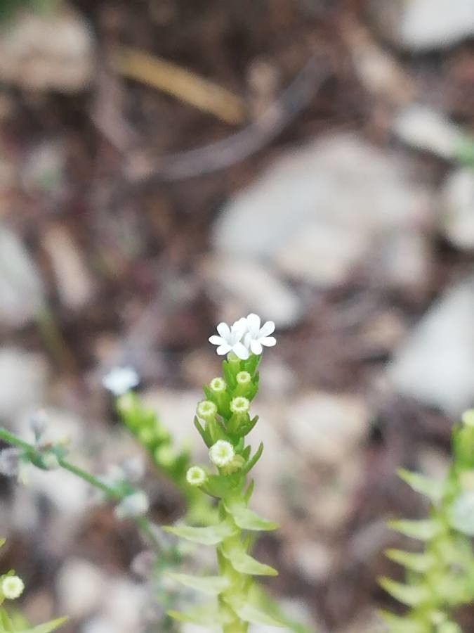 Valerianella dentata flower