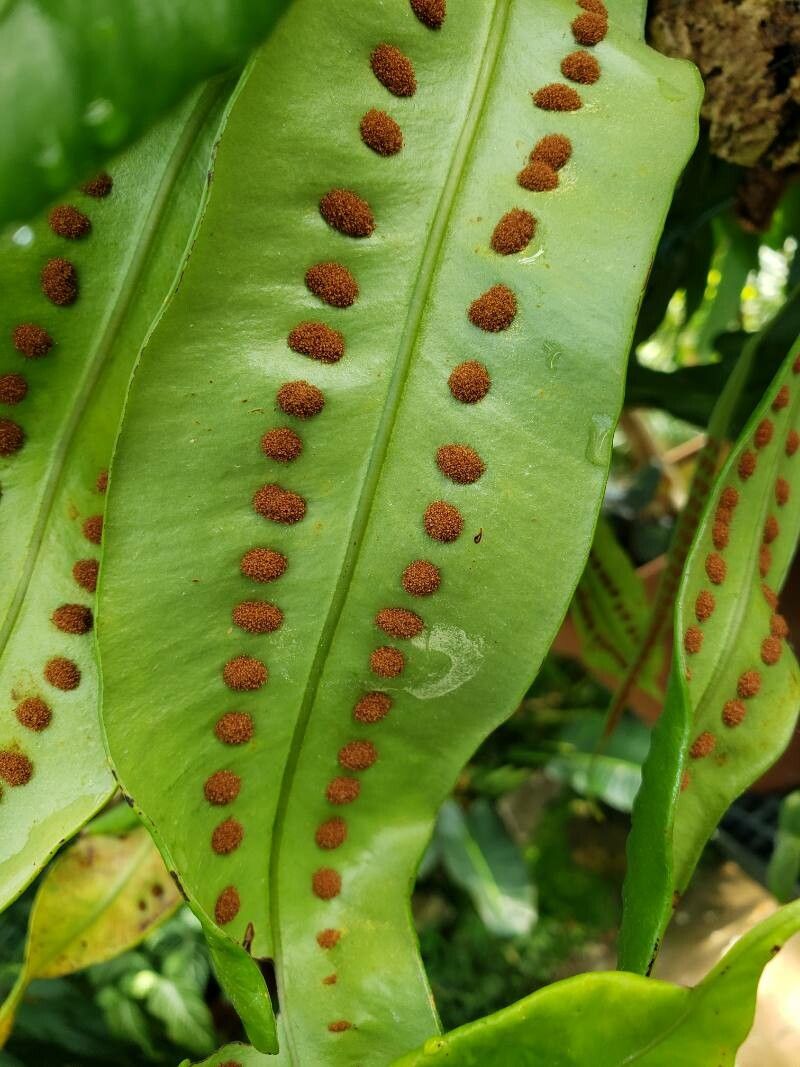 Microgramma megalophylla fruit