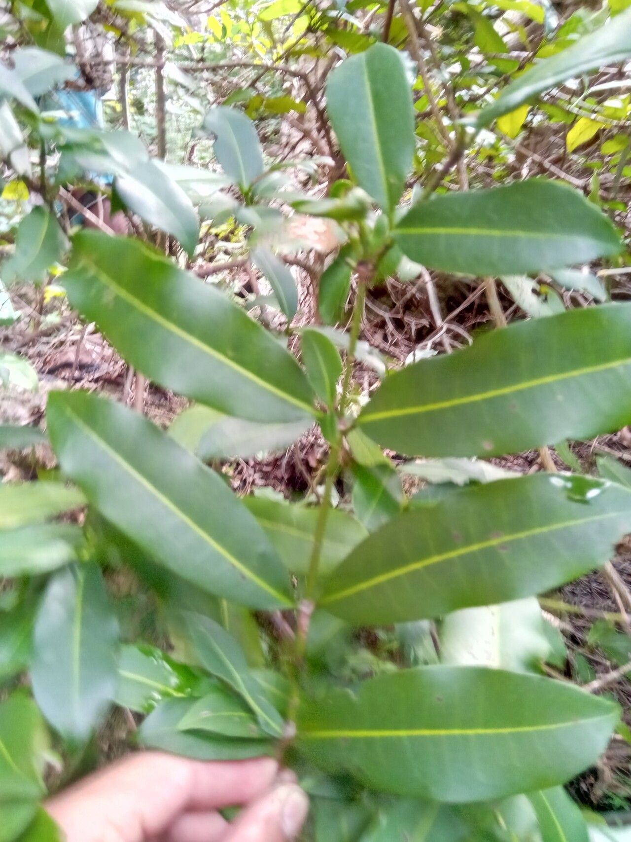 Ixora ripicola leaf