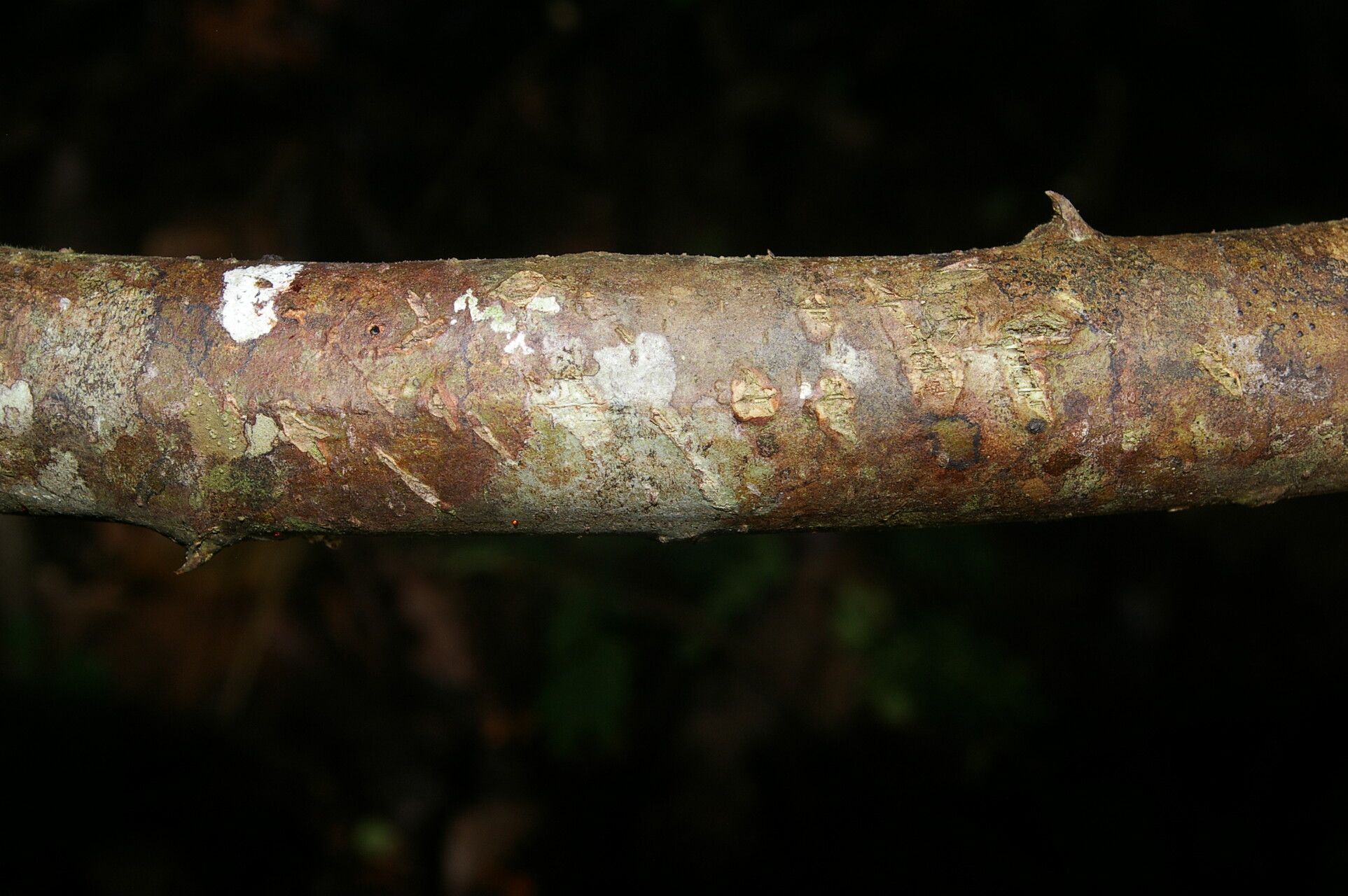 Machaerium × salvadorense bark