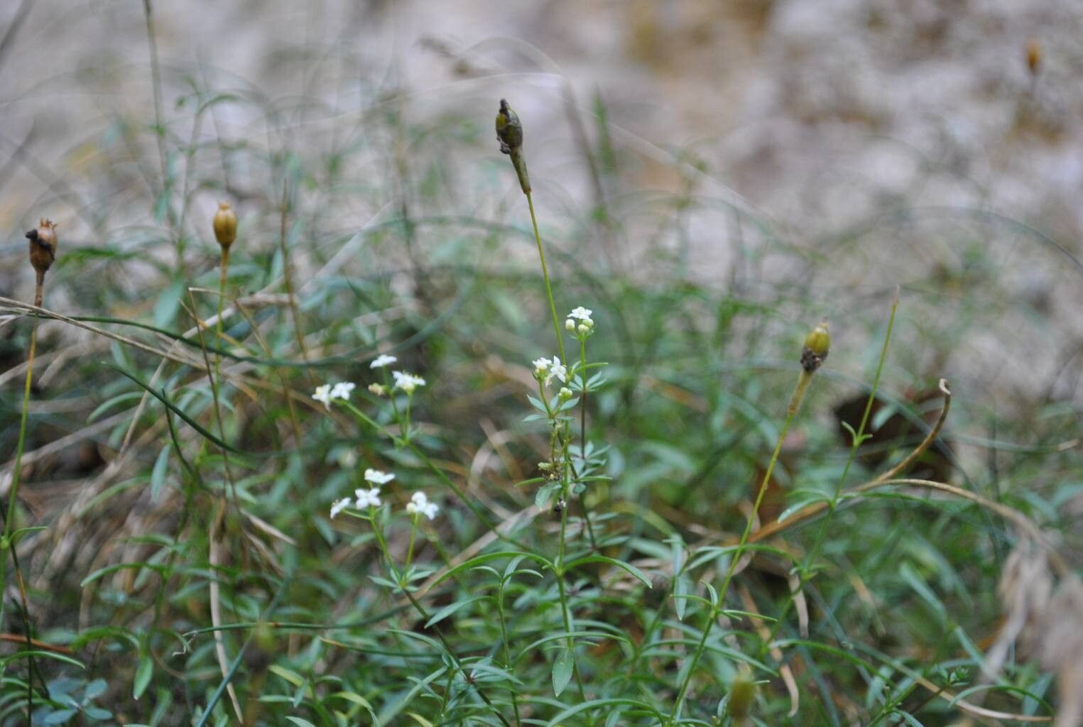 Galium estebanii flower