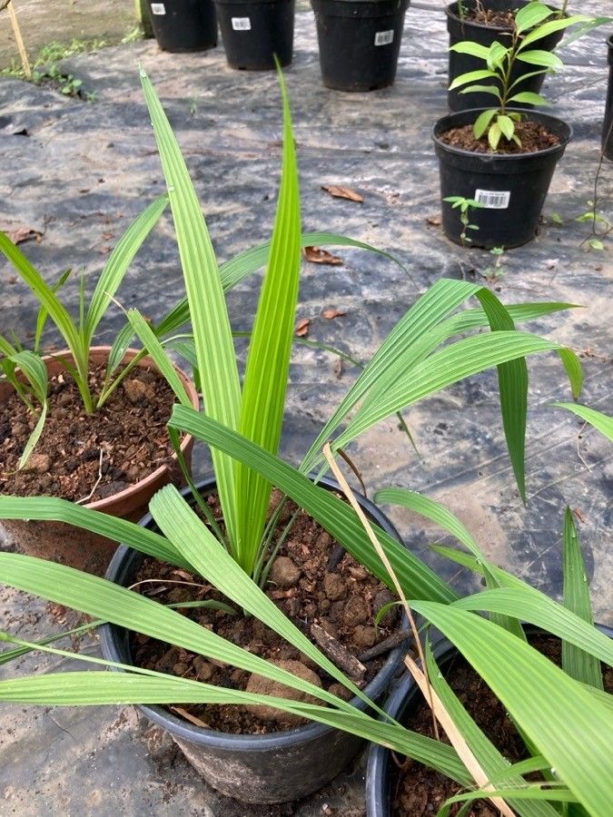 Eleutherine bulbosa leaf