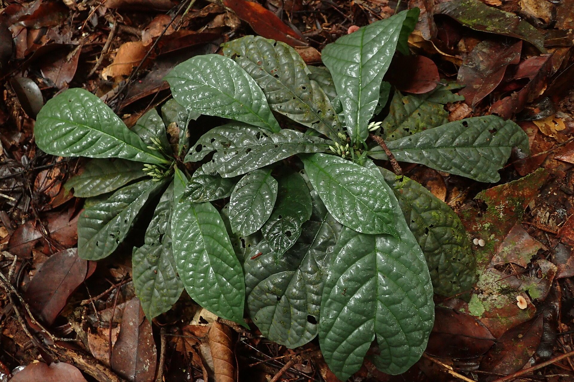 Pavetta microthamnus habit