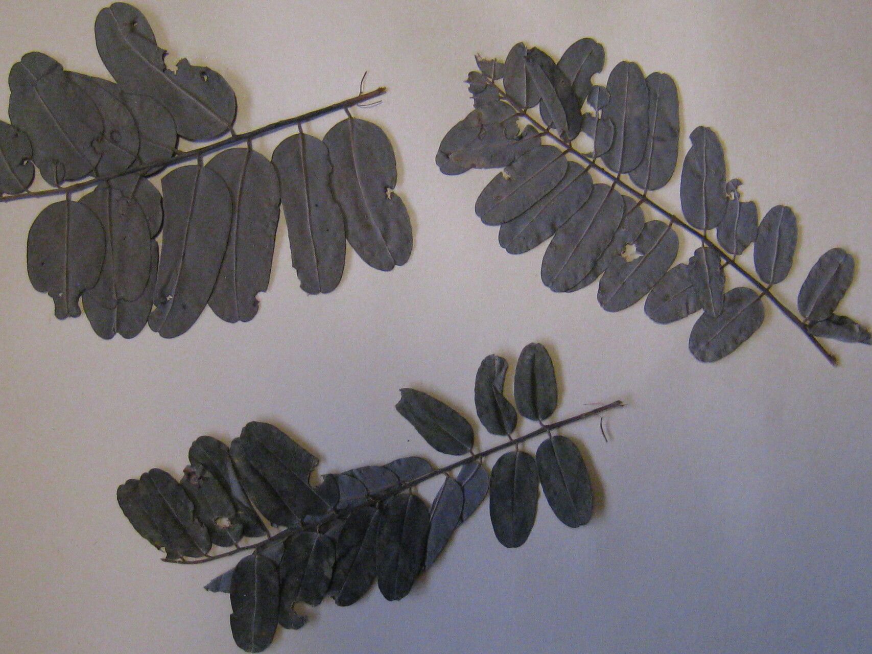 Hymenolobium pulcherrimum other