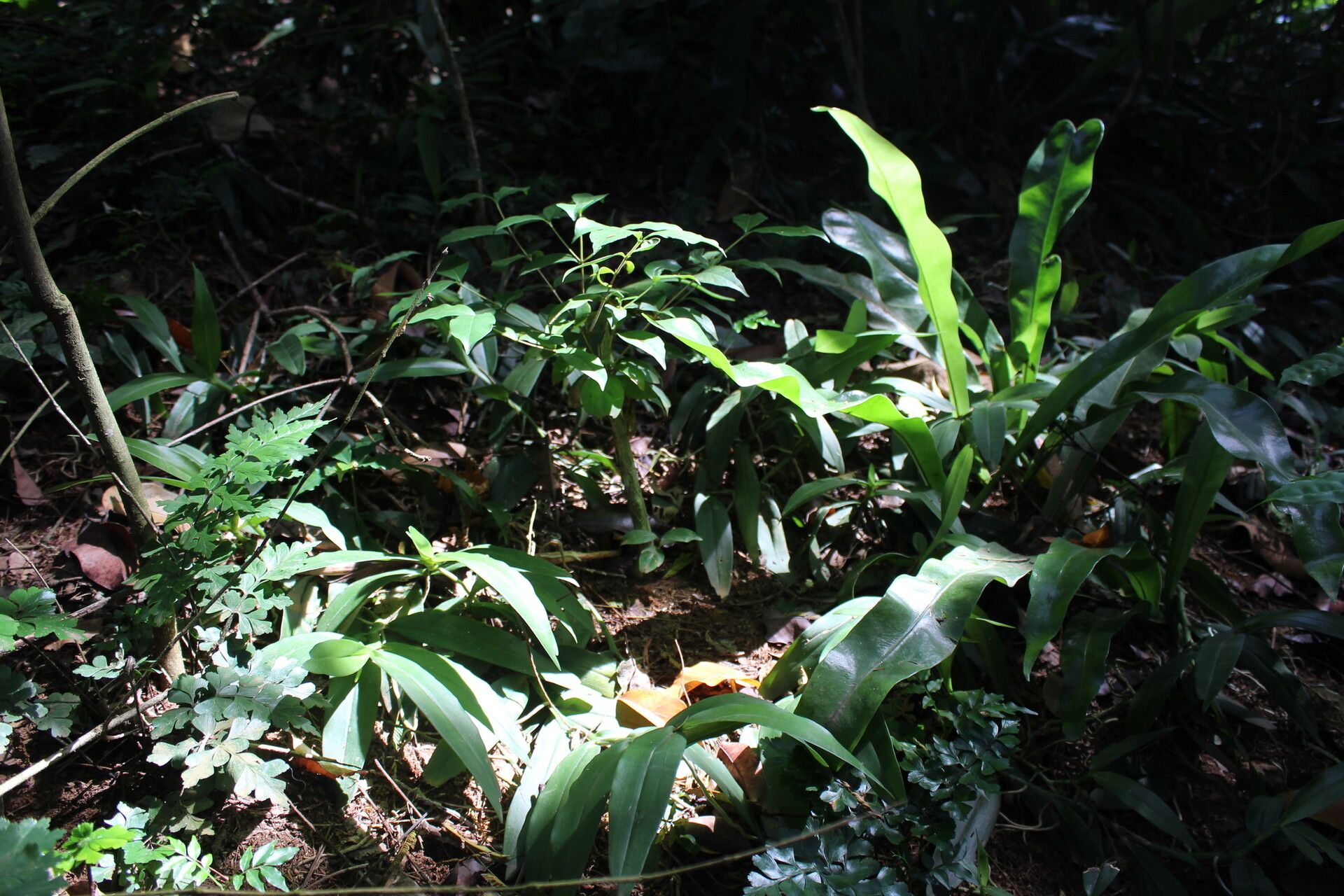 Angraecum infundibulare — houseplant care guide