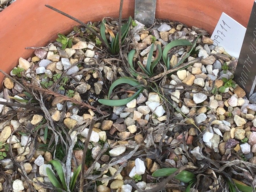 Allium palentinum leaf