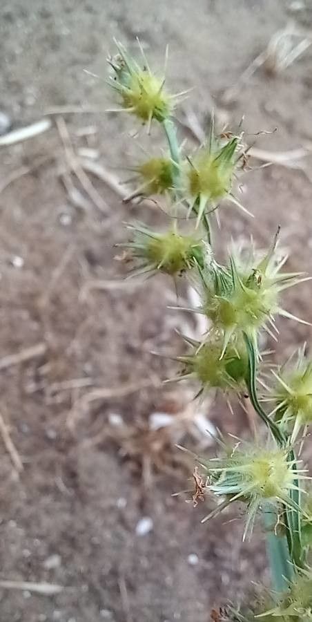 Cenchrus longispinus flower